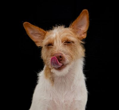 Mochy, le chien le plus moche du monde : le rendez-vous ciné des vacances de la Toussaint